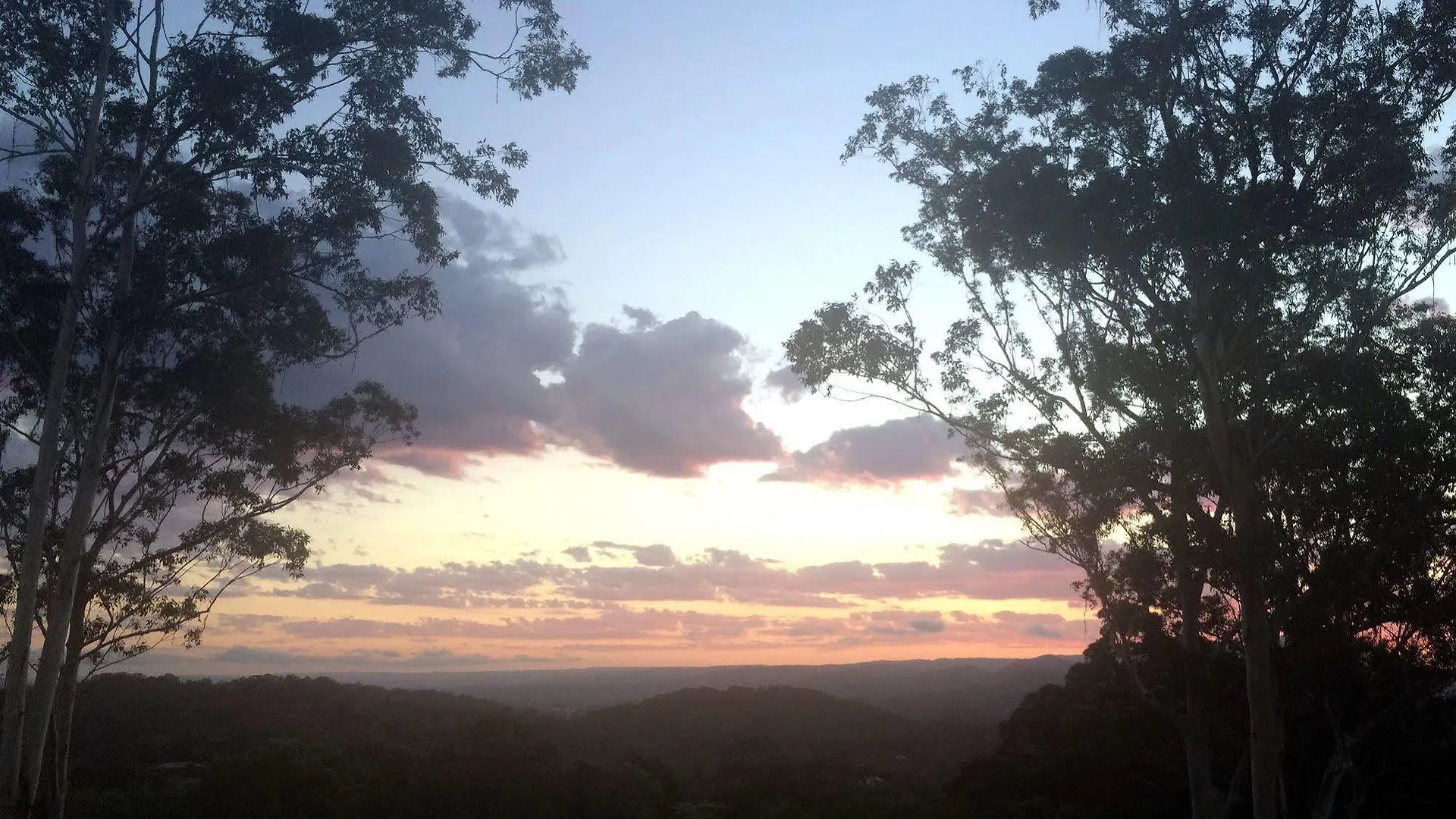 Phoenix Eumundi Austrália